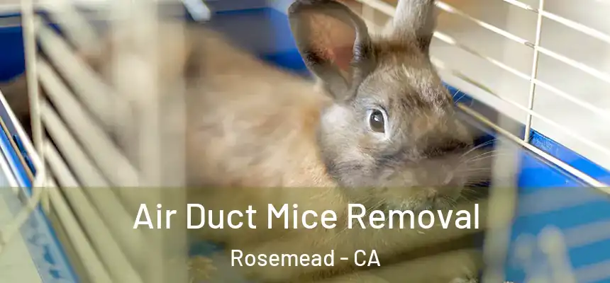 Air Duct Mice Removal Rosemead - CA